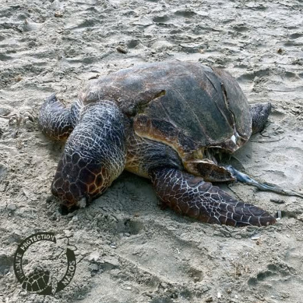 Νάξος: Νέα τραγωδία – Νεκρή caretta caretta από χτύπημα προπέλας στο Καστράκι