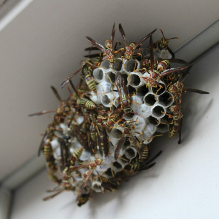 Σφίγγα ή μέλισσα; Πώς ξεχωρίζουμε το τσίμπημα και πώς το αντιμετωπίζουμε