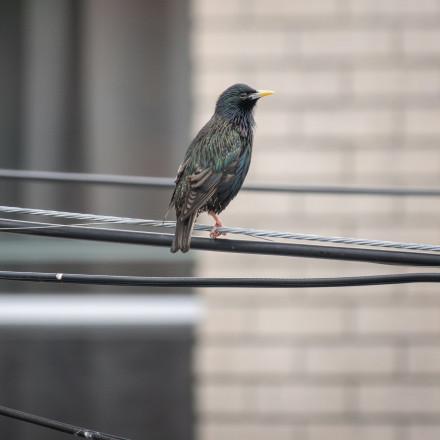 Έρευνα: Τα πουλιά της πόλης κοιμούνται λιγότερο λόγω φωτορύπανσης - Και τραγουδούν περισσότερο