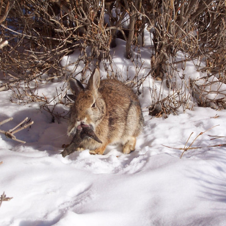 Κουνέλια «Φρανκενστάιν» με αποκρουστικά κέρατα εισβάλλουν στις ΗΠΑ — Οι ειδικοί προειδοποιούν
