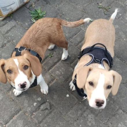 Νέα ζωή για 130 αδέσποτα της Θεσσαλονίκης: Βρήκαν οικογένειες, αγάπη και θαλπωρή