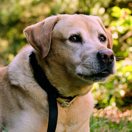 Φρίκη στη Χαλκιδική: Σκότωσαν σκύλο με αεροβόλο μέσα σε αυλή - Αναζητείται ο δράστης
