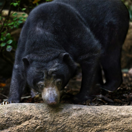 Απίστευτο: Μαύρη αρκούδα έκανε «επιδρομή» σε σπίτι για… σνακ και έγινε viral