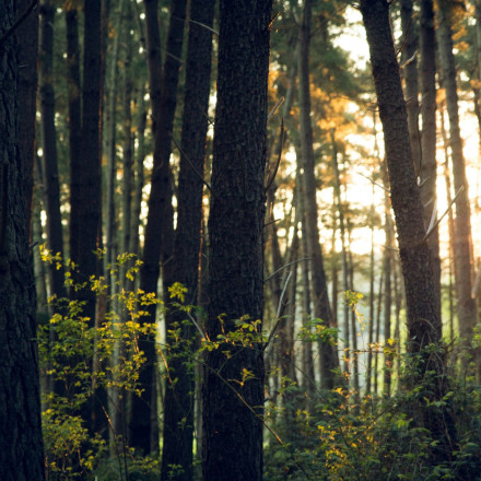 Τραγωδία στη Λάρισα: 46χρονος υλοτόμος καταπλακώθηκε από μεγάλο κλαδί δέντρου και σκοτώθηκε