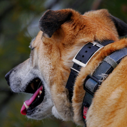 Κτηνωδία στην Ηλεία: Σεξουαλική κακοποίηση αδέσποτου σκύλου – Χρειάστηκε 8 ράμματα