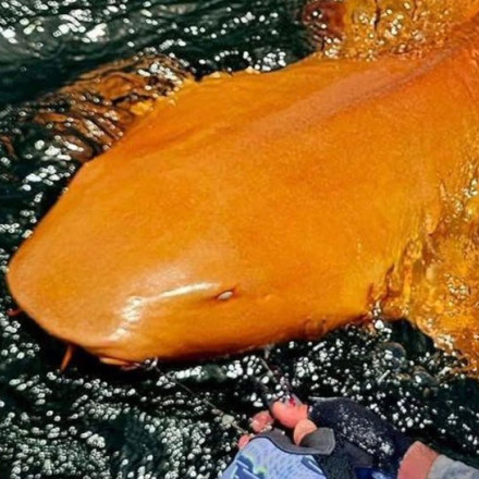 Ο viral πορτοκαλί καρχαρίας και το μυστήριο πίσω από το χρώμα του - Βίντεο με την μοναδική εμφάνιση