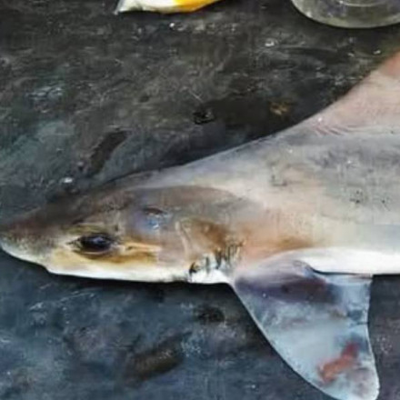 Σπάνιος καρχαρίας εντοπίστηκε ξανά στην Παπούα Νέα Γουινέα μετά από μισό αιώνα