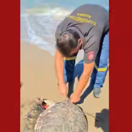 Βίντεο: Πυροσβέστες διασώζουν χελώνες καρέτα καρέτα που είχαν παγιδευτεί σε δίχτυα