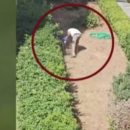 Καταγγελία σοκ: Άνδρας στην Πεύκη δίνει εντολές στα σκυλιά του να πνίγουν γάτες - Εικόνες φρίκης