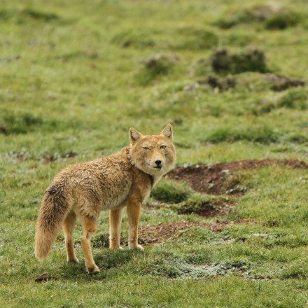 Η αναπάντεχη συνάντηση φωτογράφου με σπάνια θιβετιανή αλεπού - «Η μεγαλύτερη τύχη της ζωής μου»