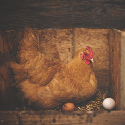 Γαϊδουράγκαθο, ρόδι και φύλλα ελιάς: Η ελληνική φύση που κάνει τα αβγά και το κοτόπουλο υπερτροφή