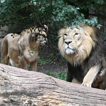 Τρόμος σε ζωολογικό κήπο της Μπανγκόκ: Λιοντάρια κατασπάραξαν εργαζόμενο μπροστά στους επισκέπτες