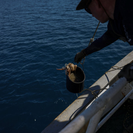 Μάστιγα η υπεραλίευση στην Ελλάδα: Εθελοντική ομάδα στο κυνήγι των παράνομων παγίδων χταποδιών