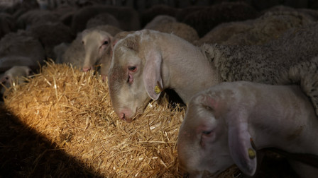 Λάρισα: Χειροπέδες σε δυο βοσκούς για παραβίαση μέτρων κατά της ευλογιάς των αιγοπροβάτων