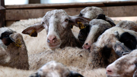 Συναγερμός στην Ήπειρο: Επιβεβαιώθηκε το πρώτο κρούσμα ευλογιάς των προβάτων