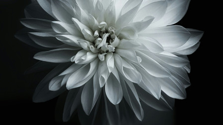 Tα άγνωστα φυτά που αλλάζουν τους χειμερινούς κήπους