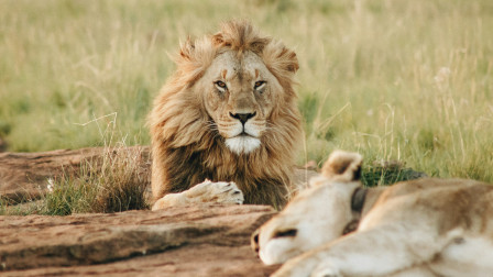 9 καλά νέα για τα ζώα που μας έδωσε το 2025