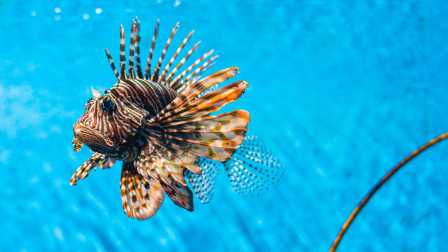 Λεοντόψαρο: Μπορεί το δηλητηριώδες ψάρι να γίνει ελληνική λιχουδιά; - Ο Ηλίας του MasterChef εξηγεί