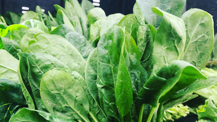 Γι’ αυτό λάτρευε το σπανάκι ο Ποπάυ: Τι προσφέρει στον οργανισμό και πότε χρειάζεται προσοχή