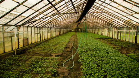 Νεαρός βρέθηκε απαγχονισμένος σε θερμοκήπιο - Έφτιαξε αυτοσχέδιο βρόγχο