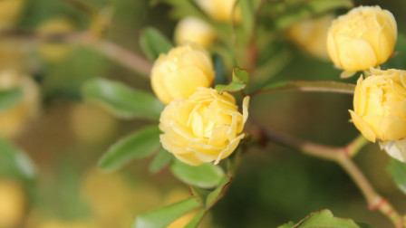 Ξεχάστε τη βουκαμβίλια - Το εντυπωσιακό αναρριχώμενο φυτό που κερδίζει έδαφος σε βεράντες και κήπους