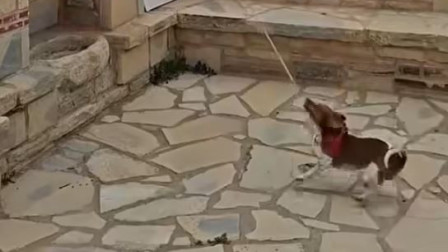 Μεσαρά Κρήτης: Viral σκυλάκος που χτυπούσε με μανία καμπάνα εκκλησίας