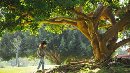 Κι όμως υπάρχει Eurovision για τα δέντρα: Ποια χώρα της Ευρώπης αναδείχθηκε νικήτρια το 2026