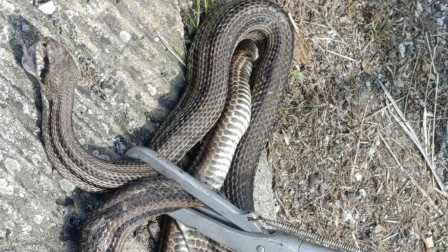 Τρόμος στη Ναύπακτο: Τεράστιο φίδι εγκλωβίστηκε σε αυτοκίνητο και μπλόκαρε το τιμόνι