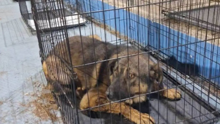 Μάχη με τον χρόνο και για τα ζώα που απειλούνται από τις φωτιές στο Πόρτο Γερμενό