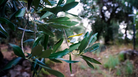 Πώς ένα Ινστιτούτο Ελαιοκομίας μπορεί να δώσει «χρυσή» ώθηση στην οικονομία της Λακωνίας