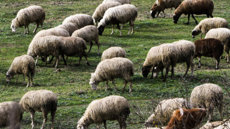 Πρέβεζα: Κρούσματα ευλογιάς σε αιγοπρόβατα – Αυστηρά μέτρα και απαγορεύσεις μετακινήσεων