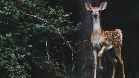 «Κυρία, ένα ελάφι έφαγε το διαγώνισμα» - Κι όμως, δεν είναι δικαιολογία μαθητή
