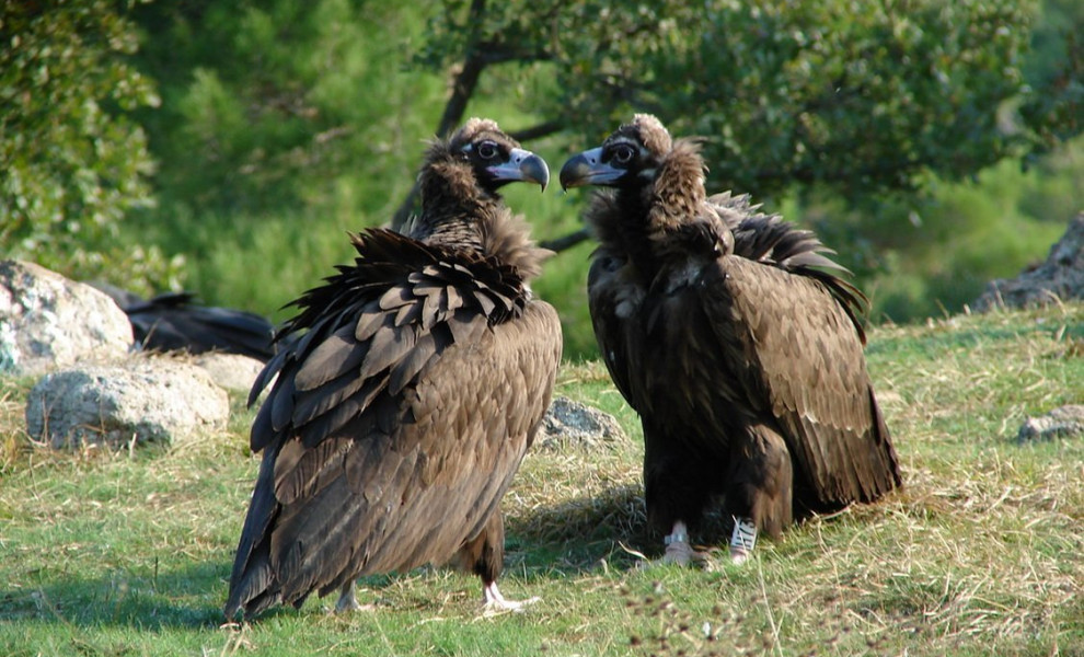 Μαυρόγυπες / Πέτρος Μπαμπάκας - ΟΦΥΠΕΚΑ