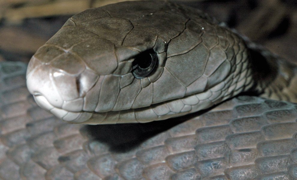 Φωτό: IMAGO / Ardea