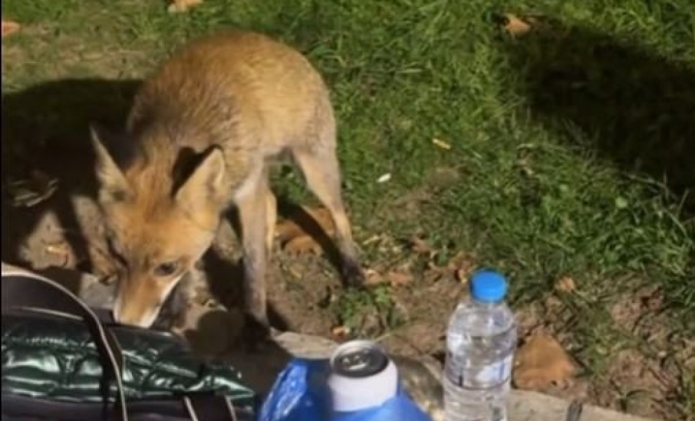 Φωτό: TikTok/filippov kirki