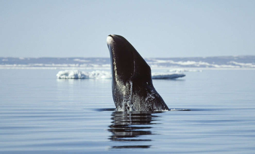 Τοξοκέφαλη φάλαινα (IMAGO / ZUMA Press Wire)