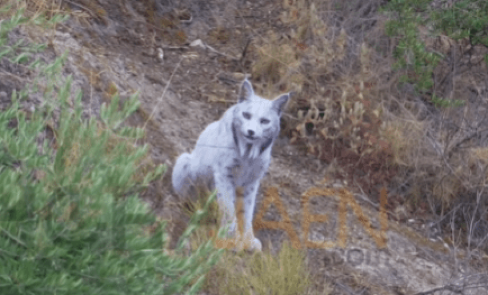 Στιγμιότυπο από το Instagram.