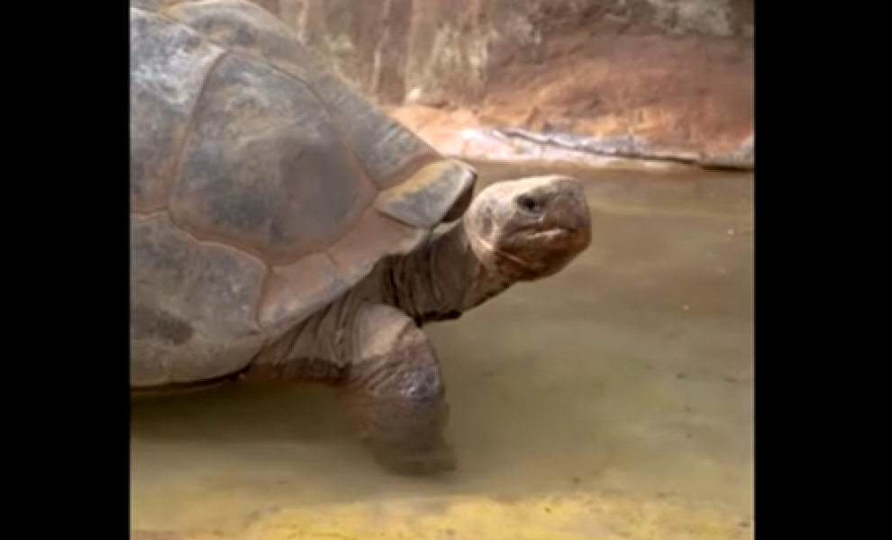 Facebook/San Diego Zoo