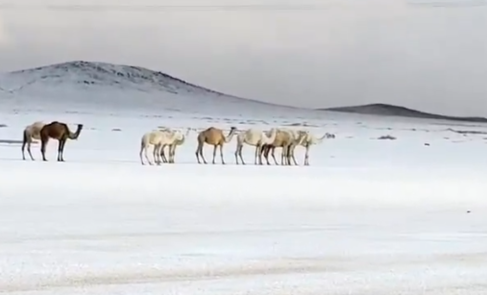 Καμήλες περπατούν στη χιονισμένη έρημο της Σαουδικής Αραβίας / Πηγή: X