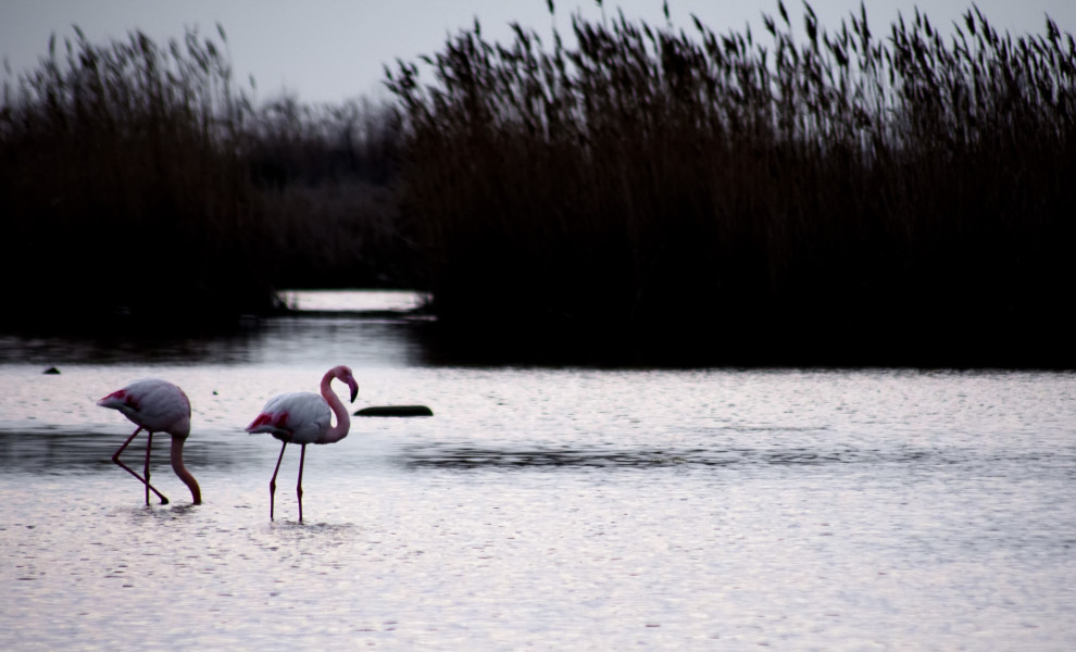 Δέλτα Αξιού/INTIME