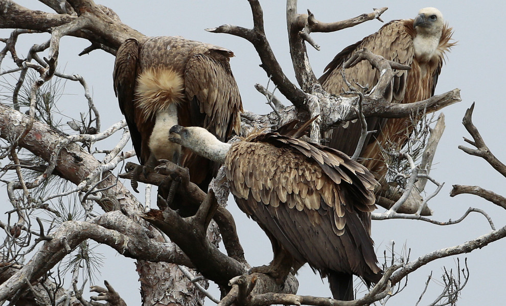 ΓΥΠΕΣ ΣΤΟ ΔΑΣΟΣ ΤΗΣ ΔΑΔΙΑΣ ΠΡΙΝ ΑΠΟ ΤΗΝ ΚΑΤΑΣΤΡΟΦΙΚΗ ΦΩΤΙΑ (ΦΩΤΟΓΡΑΦΙΑ: ΜΑΡΚΟΣ ΧΟΥΖΟΥΡΗΣ / EUROKINISSI)