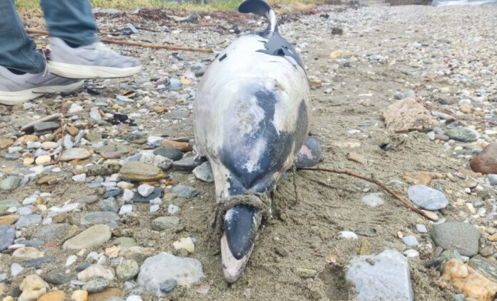 Φωτ.: GEGONOTANEWS.GR