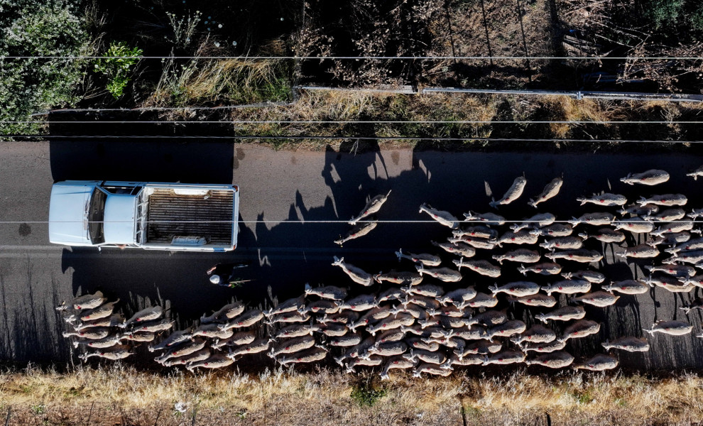 ΚΟΠΑΔΙΑ ΠΡΟΒΑΤΩΝ ΣΤΗΝ ΟΡΕΙΝΗ ΗΛΕΙΑ (ΦΩΤΟΓΡΑΦΙΑ ΑΝΤΩΝΗΣ ΝΙΚΟΛΟΠΟΥΛΟΣ/EUROKINISSI)