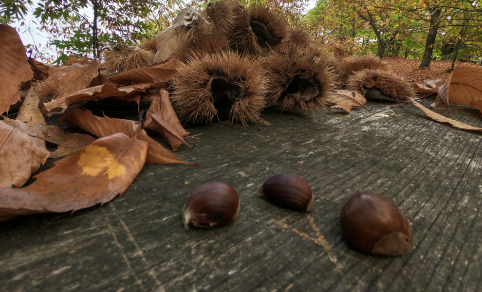 ΦΩΤΟ ΑΡΧΕΙΟΥ: ΛΕΩΝΙΔΑΣ ΤΖΕΚΑΣ/EUROKINISSI