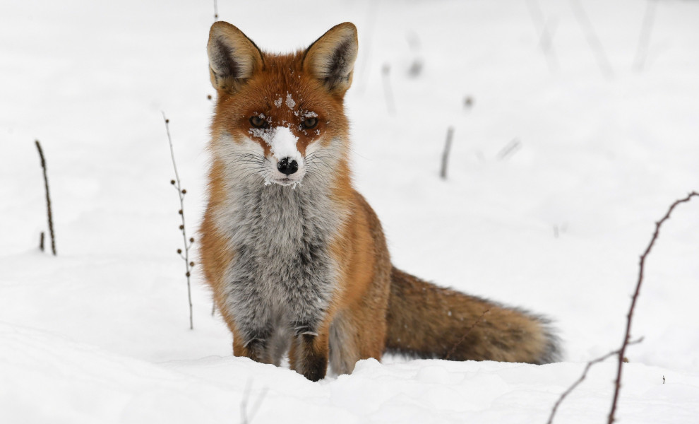 Φώτο αρχείου EPA/ATTILA KOVACS