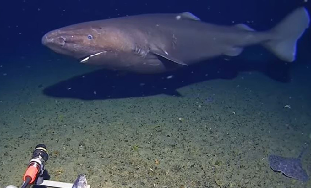 Πηγή: Youtube