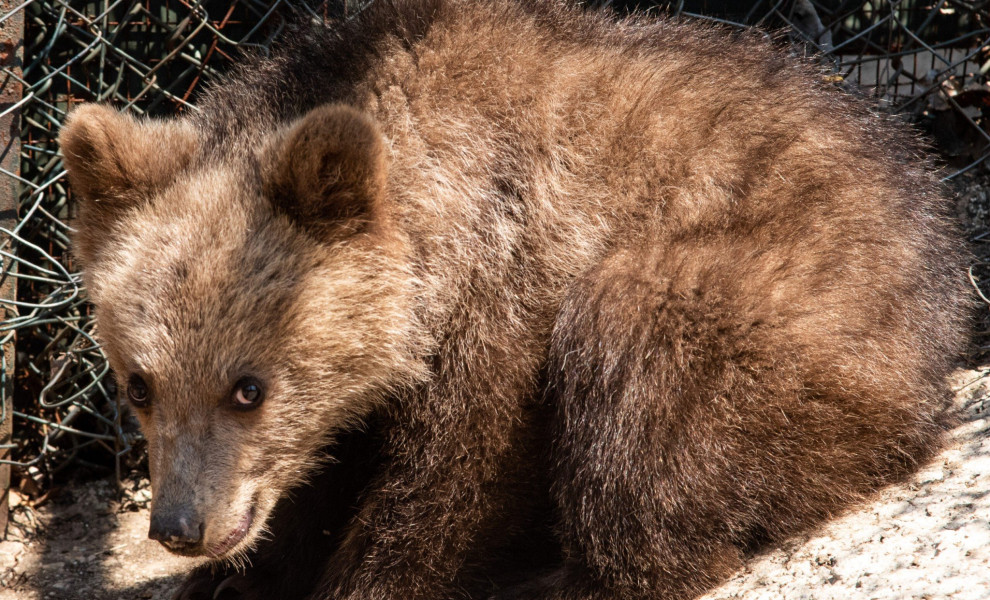 Tο Κέντρο Επανένταξης Άγριων Ζώων γέμισε με μικρά "αγρίμια", καθώς εδώ και λίγες εβδομάδες ο ΑΡΚΤΟΥΡΟΣ φροντίζει τρία αρκουδάκια, δύο λυκάκια και ένα τσακαλάκι, φετινής γέννας, που όλα είχαν την ατυχία να μείνουν ορφανά σε ηλικία μόλις λίγων μηνών! Ο Σκαρ