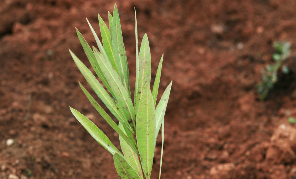 Πικροδάφνη/ΑΠΕ-ΜΠΕ