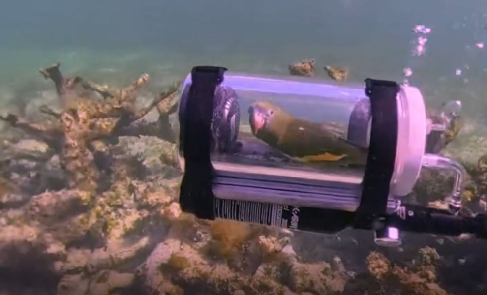 Πηγή: Instagram/bebebirdparrot