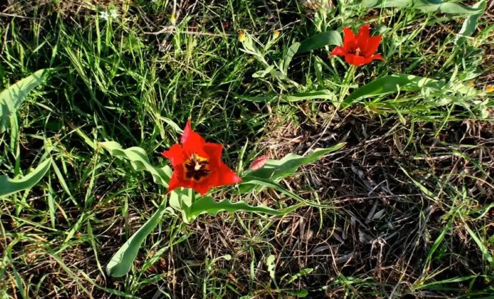 Anagnostis